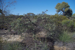 Grevillea armigera