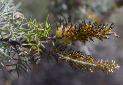 Grevillea armigera
