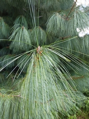 Pinus