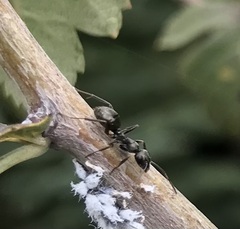 Formica fusca