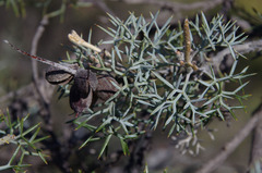 Grevillea armigera