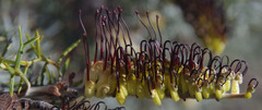 Grevillea armigera