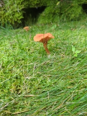 Cantharellus cinnabarinus