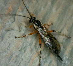 Itoplectis conquisitor