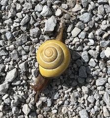 Cepaea nemoralis