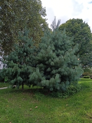 Pinus