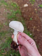 Leucoagaricus leucothites