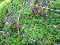 Thuidium tamariscinum