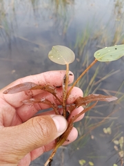 Potamogeton pulcher