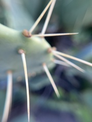 Opuntia lindheimeri
