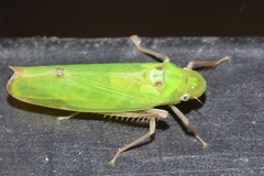 Cicadellinae