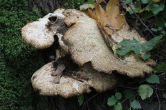 Cerioporus squamosus