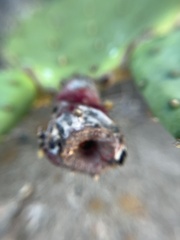 Opuntia lindheimeri