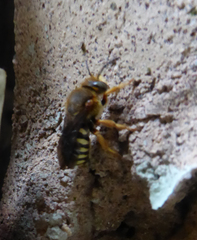 Rhodanthidium septemdentatum