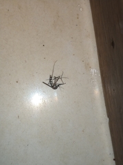 Armigeres subalbatus