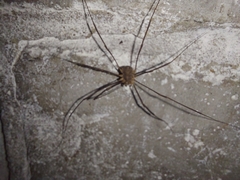 Phalangium opilio