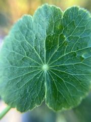 Hydrocotyle bonariensis
