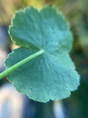 Hydrocotyle bonariensis