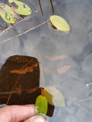 Potamogeton pulcher