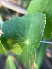 Hydrocotyle bonariensis