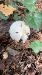 Hygrophorus eburneus