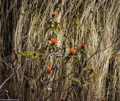 Cnicothamnus lorentzii