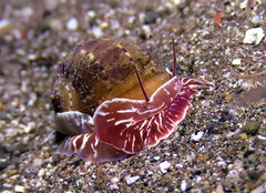 Naticarius alapapilionis