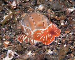 Naticarius alapapilionis