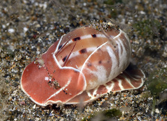 Naticarius alapapilionis