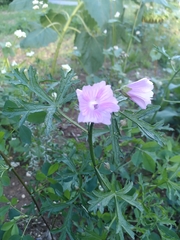 Malva moschata