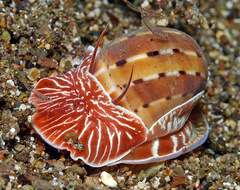 Naticarius alapapilionis