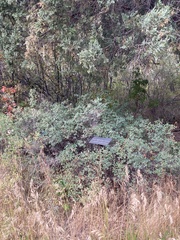 Juniperus scopulorum