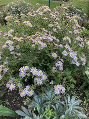 Symphyotrichum novi-belgii