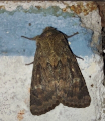 Dasypolia templi