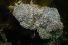 Aplousobranchia