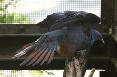 Ducula goliath