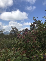 Viburnum