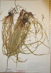 Carex debilis rudgei