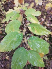 Spiraea chamaedryfolia