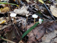 Strobilurus trullisatus