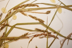 Carex debilis rudgei