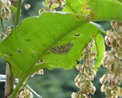 Elophila nymphaeata