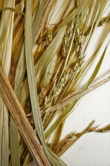 Carex debilis rudgei