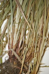 Carex debilis rudgei