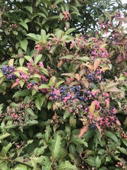 Viburnum
