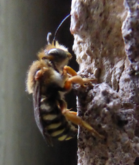 Rhodanthidium septemdentatum