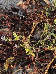 Cakile maritima