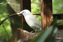 Leucopsar rothschildi