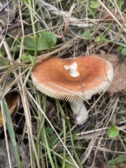 Russula decolorans