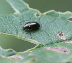 Psylliodes attenuata